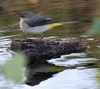 Grey Wagtail - Copyright Allen Beechey